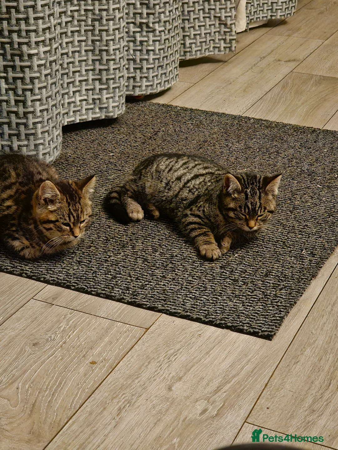 Mixed Breed cats for sale: 2 Female Kittens 4 months old - Advert 3