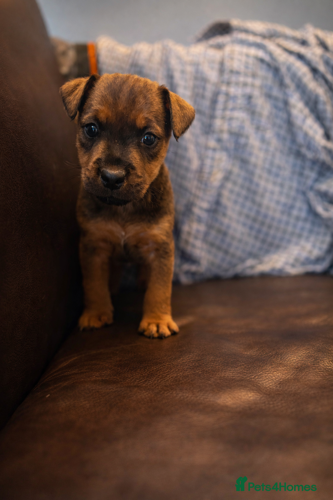 Mixed Breed dogs for sale: 6 Lakeland x Russell puppies  - Advert 2