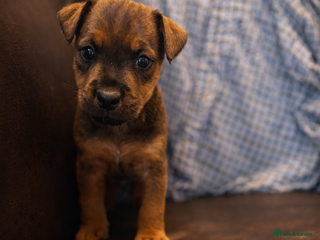 Mixed Breed dogs 6 Lakeland x Russell puppies - Advert 7