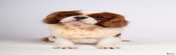 Cavalier King Charles Spaniel dogs for stud: KC EXCEPTIONAL IMPORTED HEALTH TESTED CAV STUD  in Hoddesdon - Advert 4