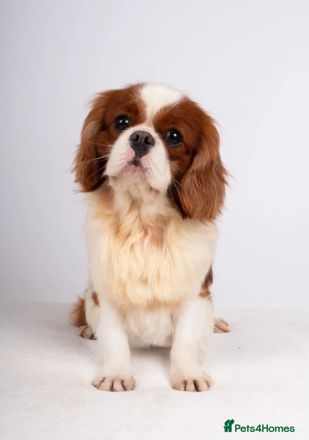 Cavalier King Charles Spaniel dogs for stud: KC EXCEPTIONAL IMPORTED HEALTH TESTED CAV STUD  in Hoddesdon - Advert 4