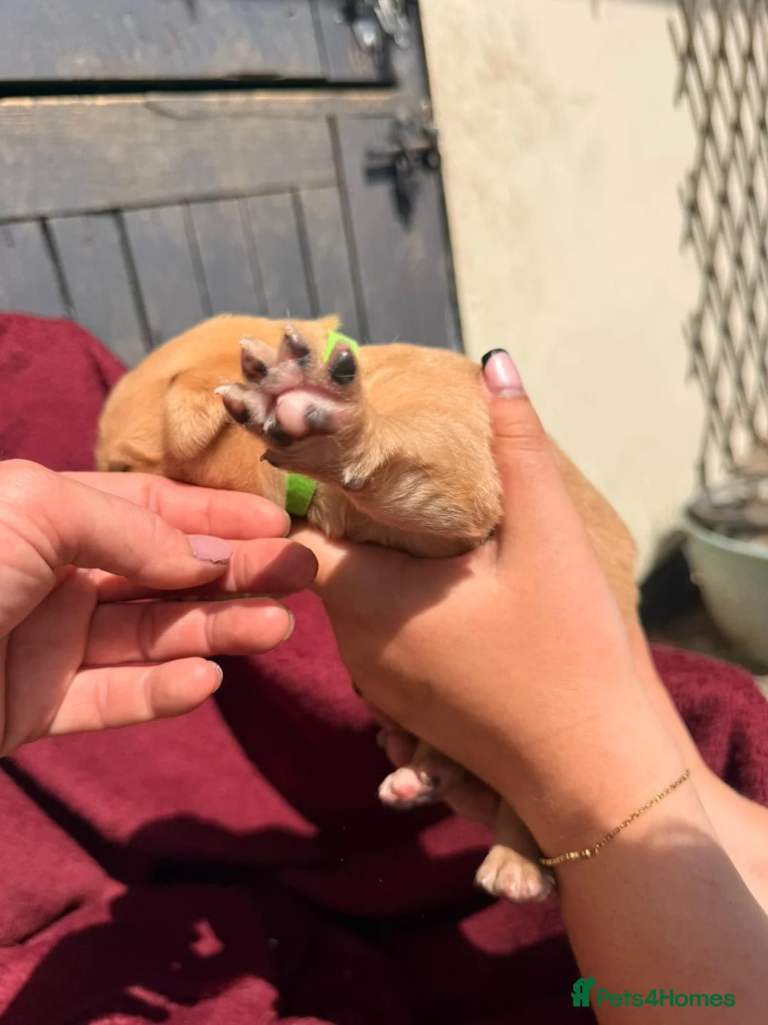 Labrador Retriever dogs for sale: Fox Red / yellow working Labradors  - Advert 30