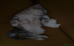 British Shorthair cats for sale: Mom and baby boy - Image 7
