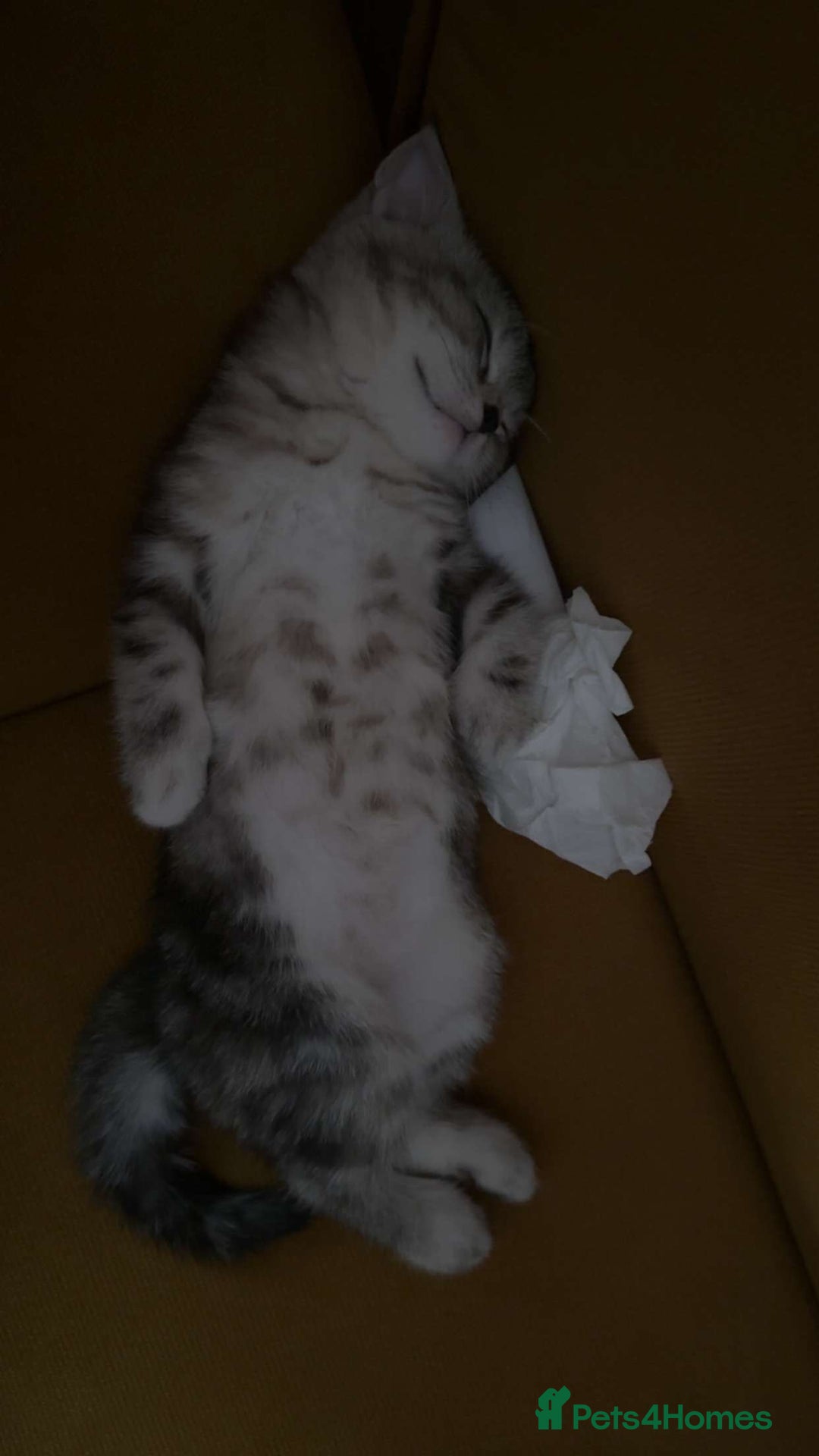 British Shorthair cats for sale: Mom and baby boy - Image 7