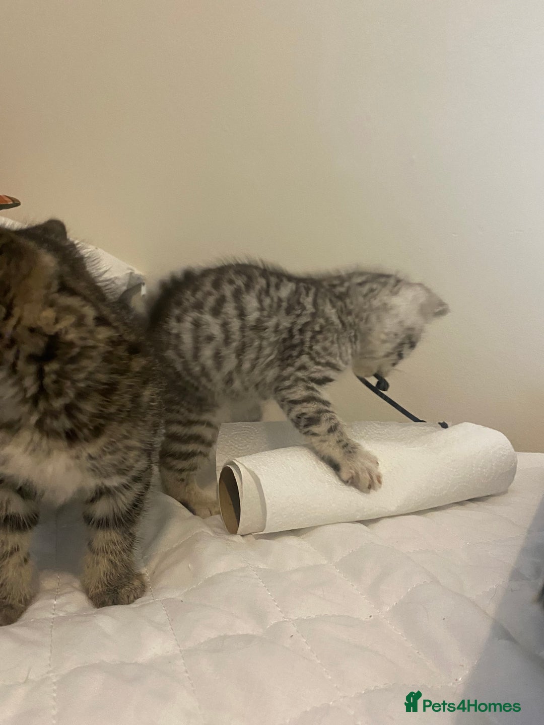 Mixed Breed cats for sale: Ragdol x bengal  - Advert 13