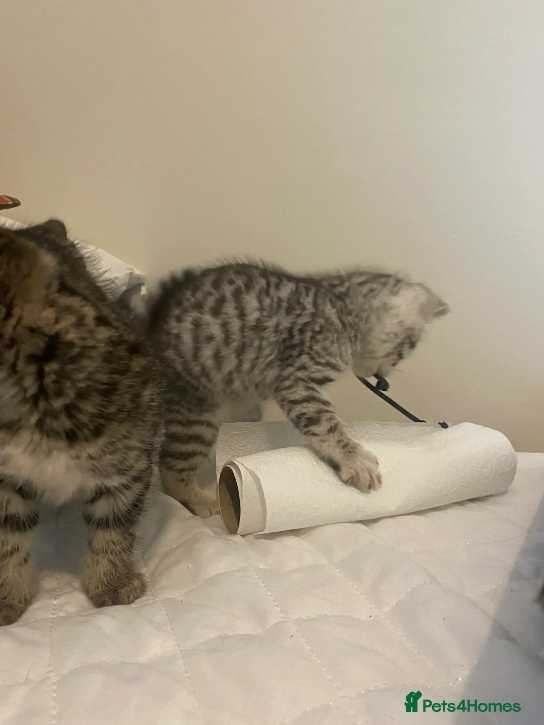 Mixed Breed cats for sale: Ragdol x bengal 2 left  - Advert 13