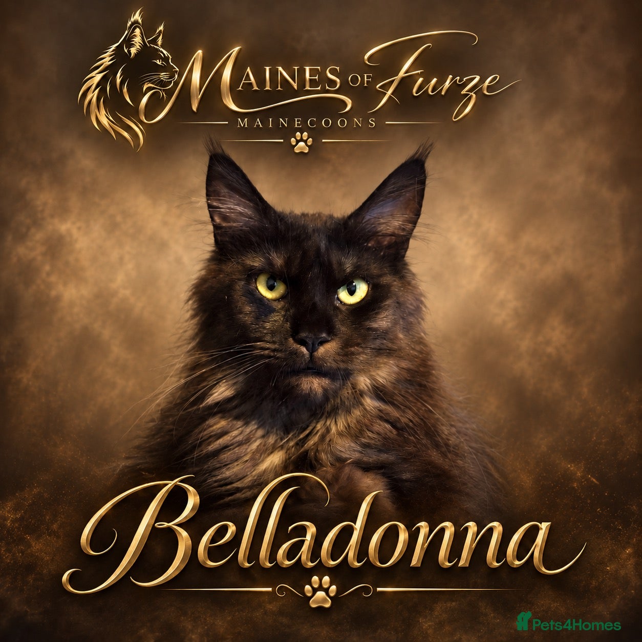 Maine Coon cats READY NOW , TICA REG MAINECOONS  - Advert 1