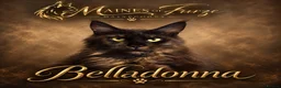 Maine Coon cats for sale: READY NOW , TICA REG MAINECOONS  - Advert 1