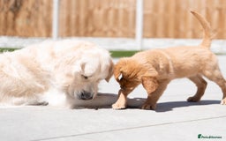 Golden Retriever dogs for stud: Fully health tested therapy dog  - Image 19