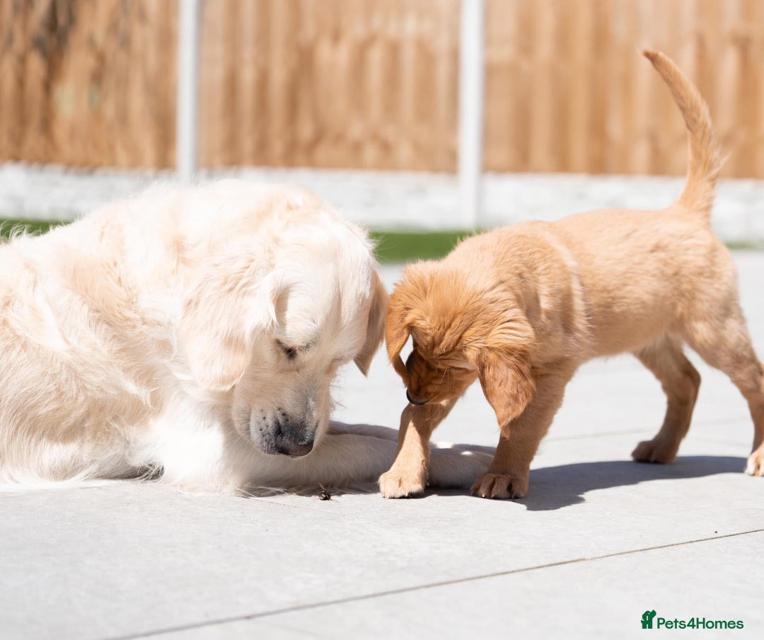 Golden Retriever dogs for stud: Fully health tested therapy dog  - Image 19