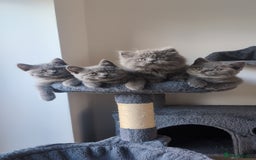 British Shorthair cats for sale: GCCF British Shorthair & longhair kittens - Image 7