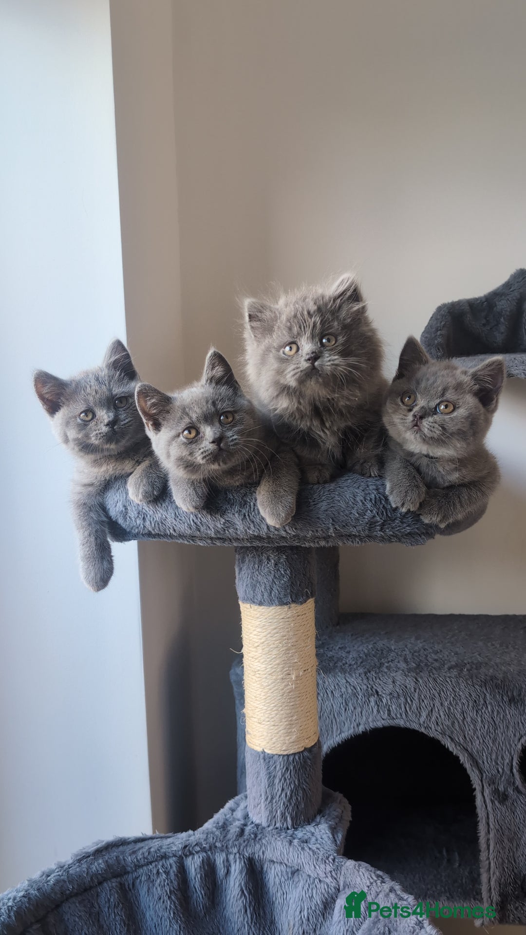 British Shorthair cats for sale: GCCF British Shorthair & longhair kittens - Image 7