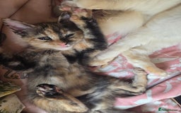 Ragdoll cats for sale: Female Ragdoll x Russian blue kitten - Image 3