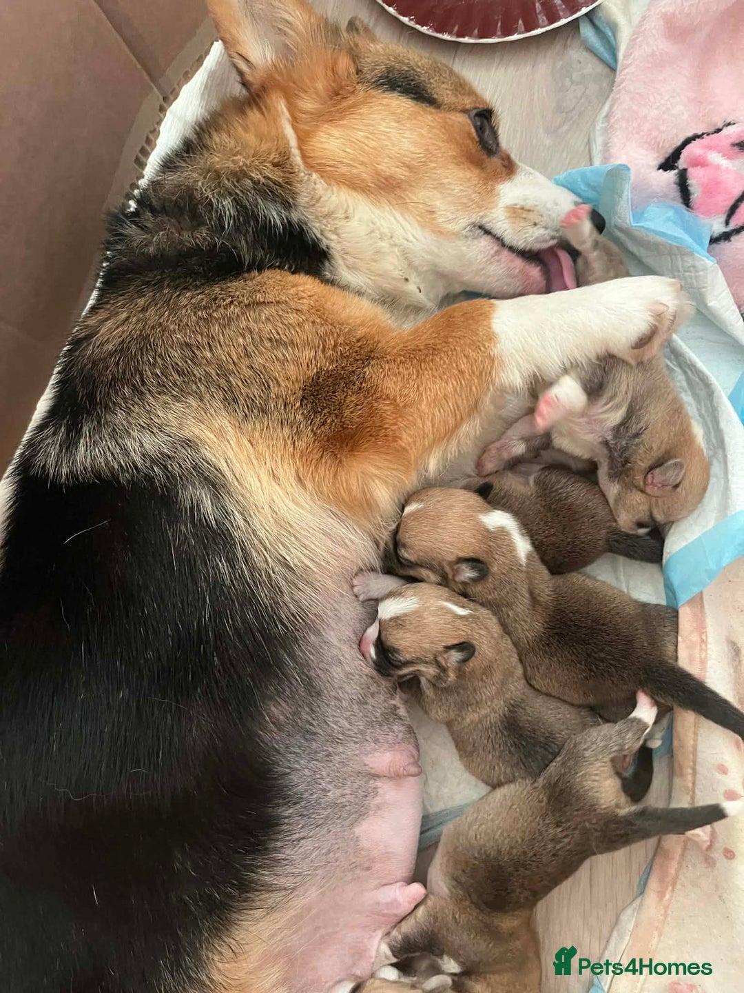 Welsh Corgi Pembroke dogs for sale: Welsh Pembroke Corgi Puppies - Girls Available - Advert 30