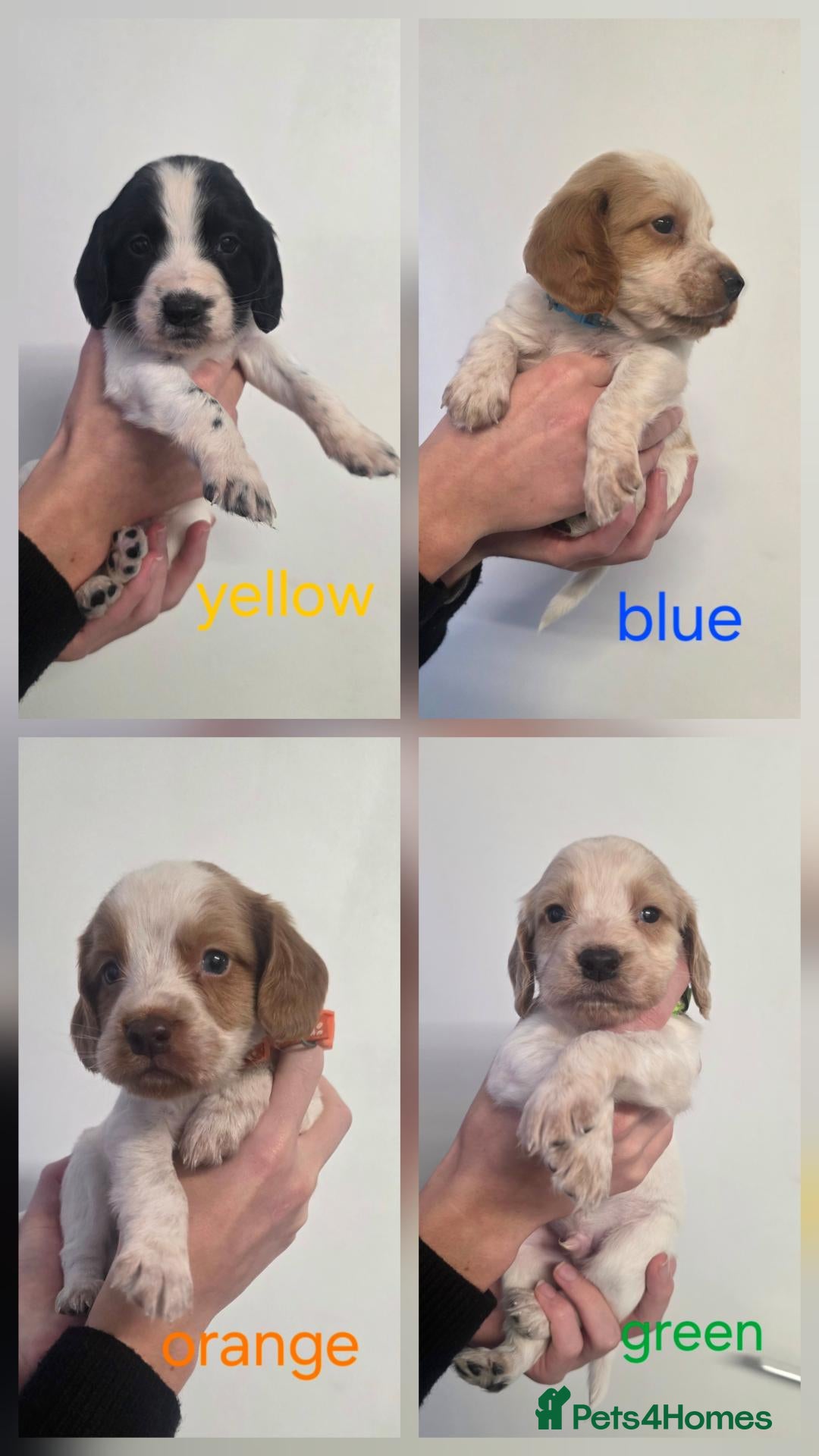 Sprocker dogs for sale: 4th gen Sprocker boys - Advert 2
