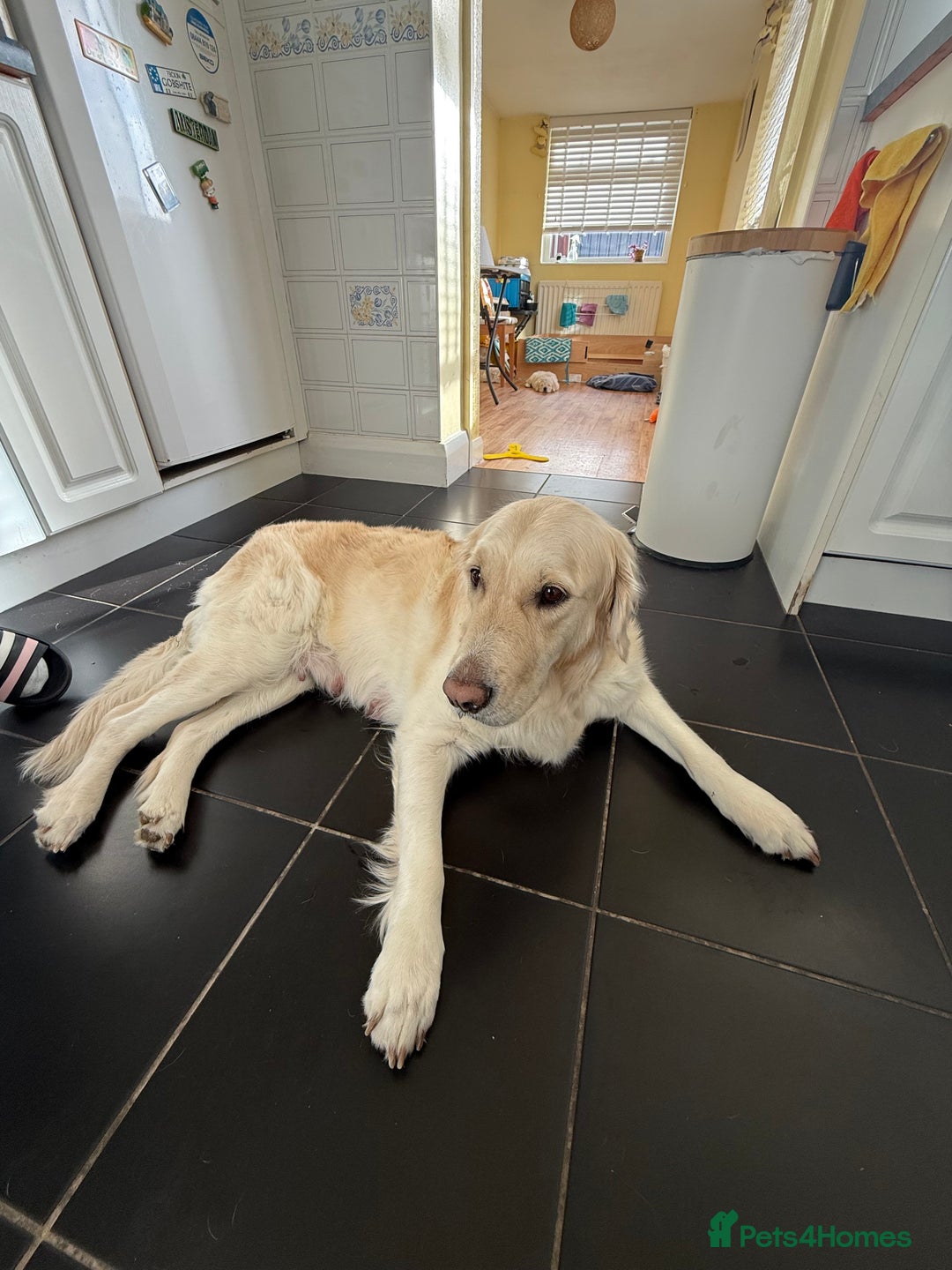 Golden Retriever dogs for sale: Golden Retriever Puppies - Advert 8