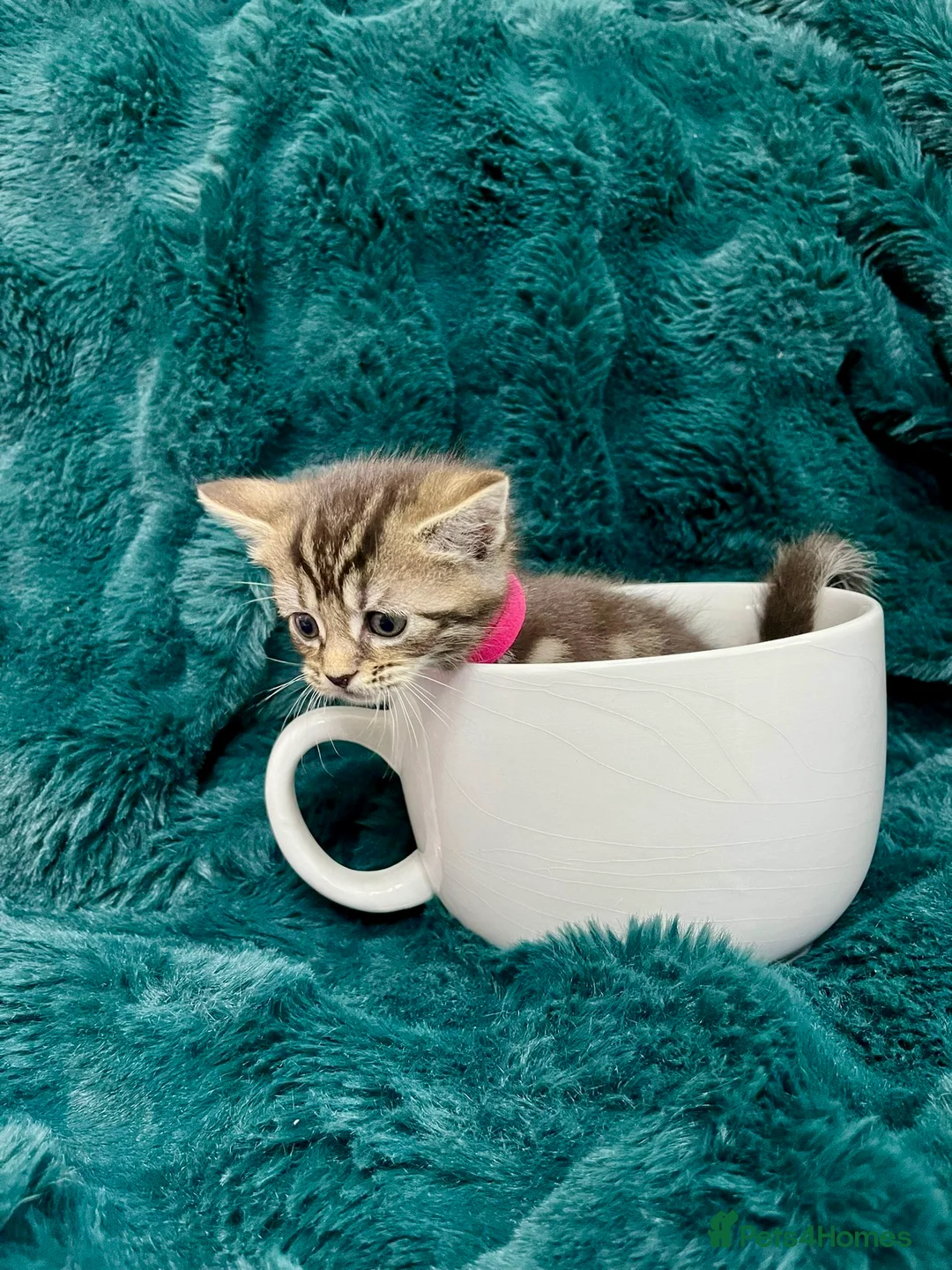 Maine Coon cats for sale: Last 2 kittens available  - Advert 12