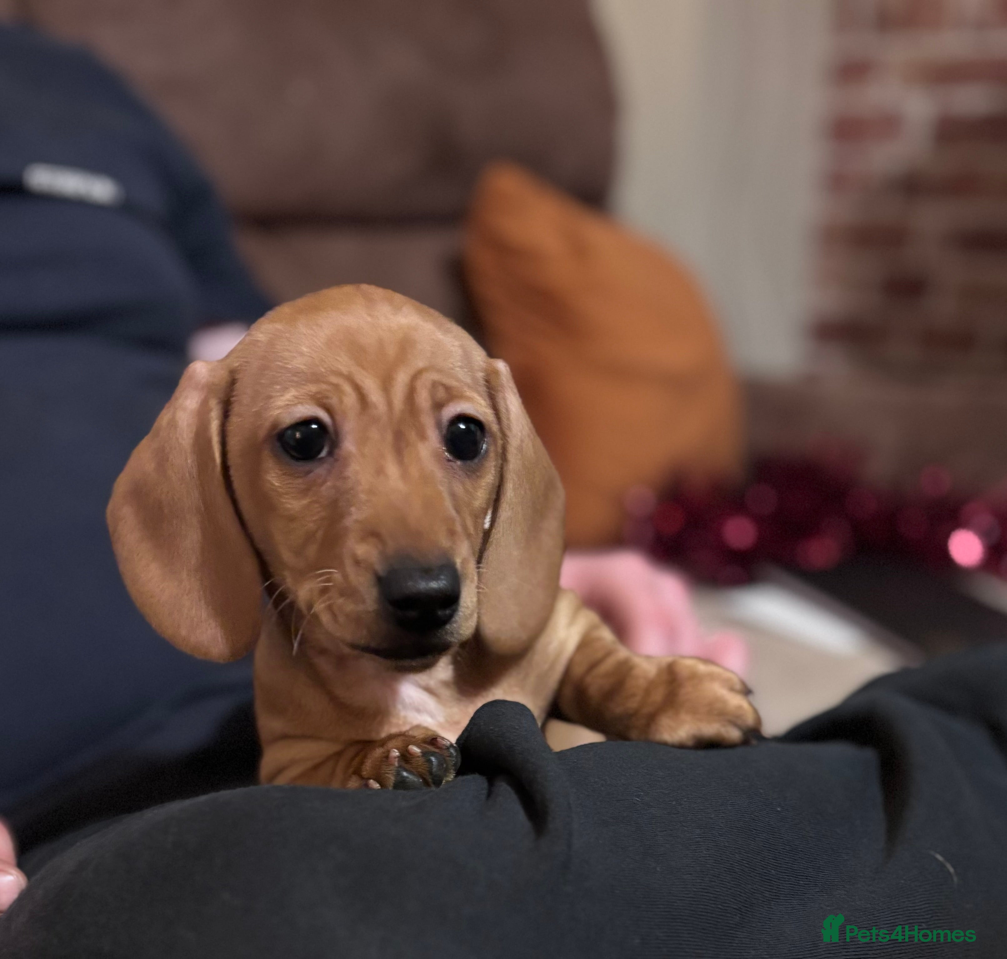 Miniature Dachshund dogs KC Registered Miniature Dachshund puppies  - Advert 3