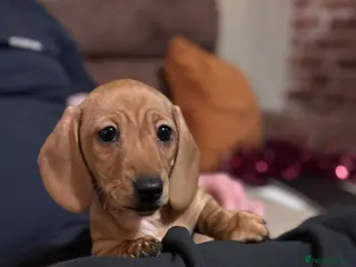 Miniature Dachshund dogs KC Registered Miniature Dachshund puppies - Advert 3