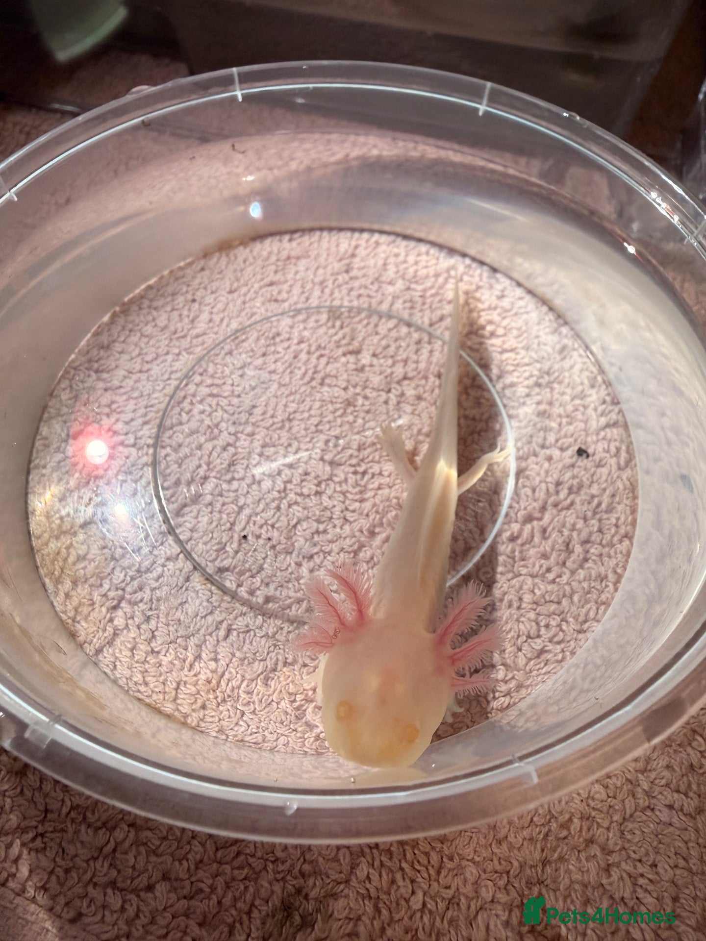 Axolotl reptiles Baby Axolotol’s  - Advert 1