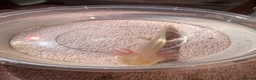 Axolotl reptiles for sale: Baby Axolotol’s  - Advert 2