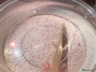 Axolotl reptiles Baby Axolotol’s - Advert 2