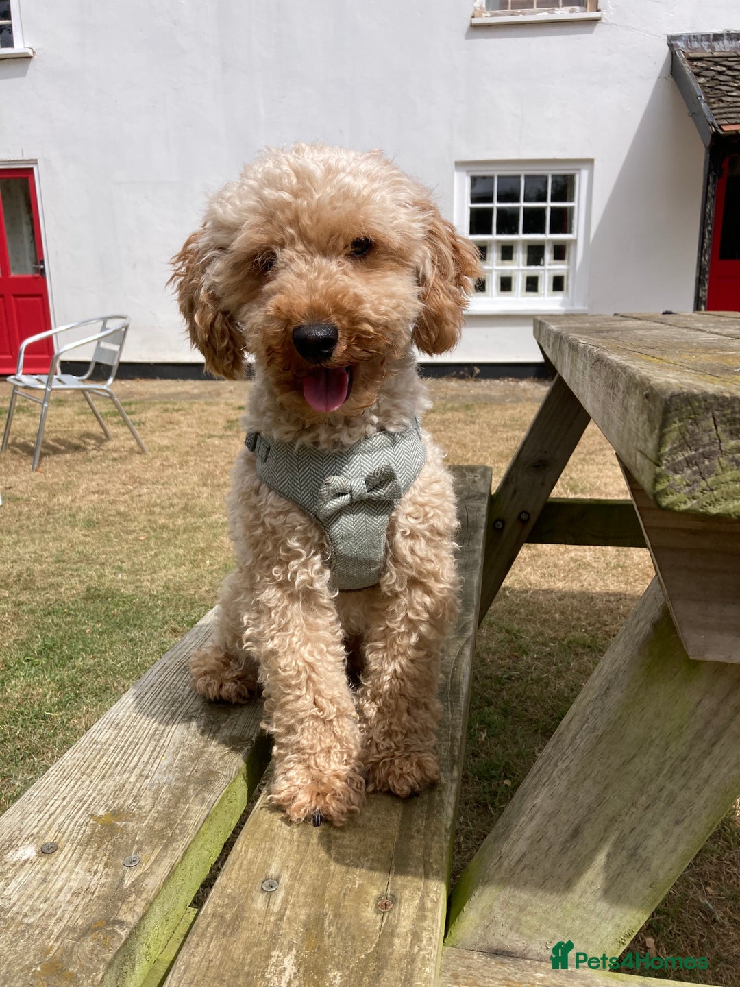 Toy Poodle dogs for stud: Handsome toy poodle for stud duty - Advert 2