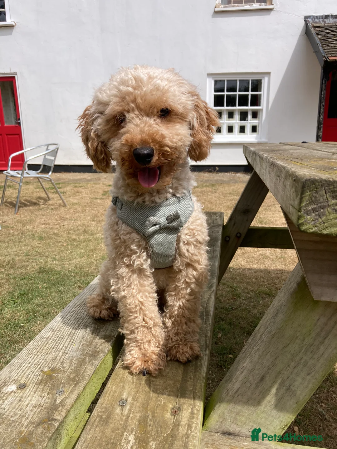 Toy Poodle dogs for stud: Handsome toy poodle for stud duty - Advert 2