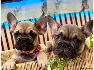 French Bulldog dogs 🔥Last 2boys French Bulldog ready to leave now🔥 - Advert 1
