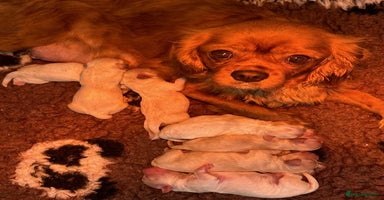 Cavachon dogs - Advert 7