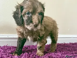 Cockapoo dogs Outstanding puppies - Advert 1
