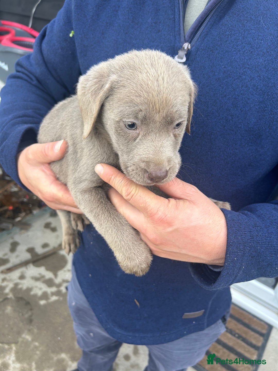 Labrador Retriever dogs for sale: Silver Labrador  - Image 5