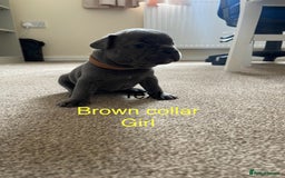 French Bulldog dogs for sale: French bulldog  - Image 14