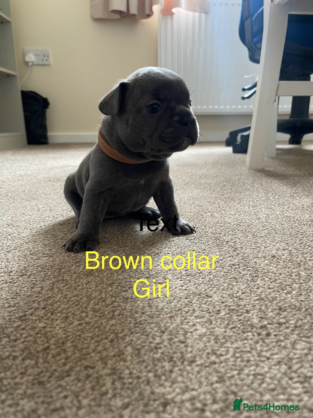 French Bulldog dogs for sale: French bulldog  - Image 14