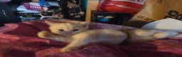 Turkish Angora cats for sale: White Turkish Angora Kittens - Advert 6