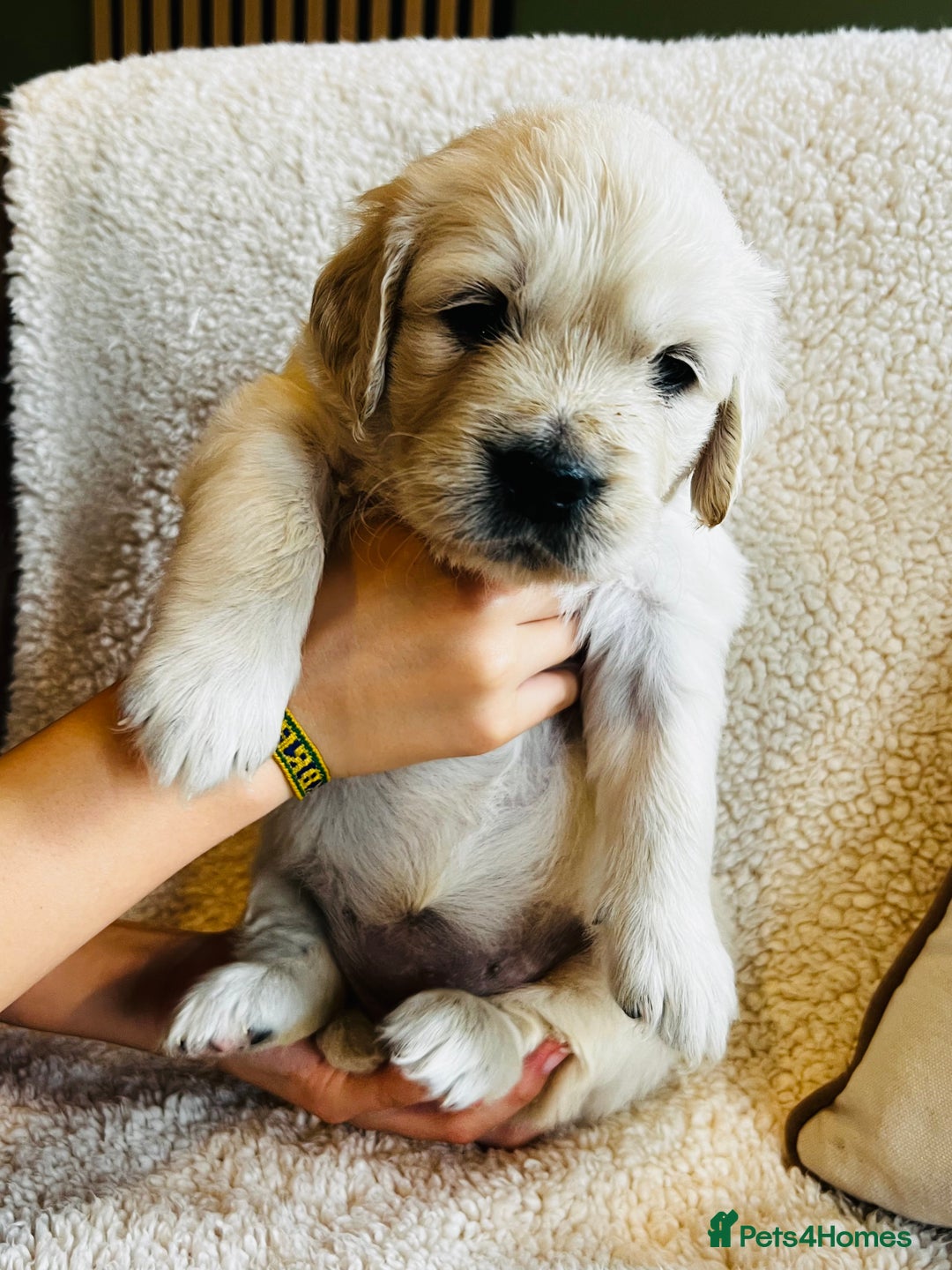Golden Retriever dogs for sale: 8 Outstanding Chunky Cream Golden Puppies  - Image 24