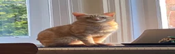 Mixed Breed cats for sale: Ginger kittens - Advert 2