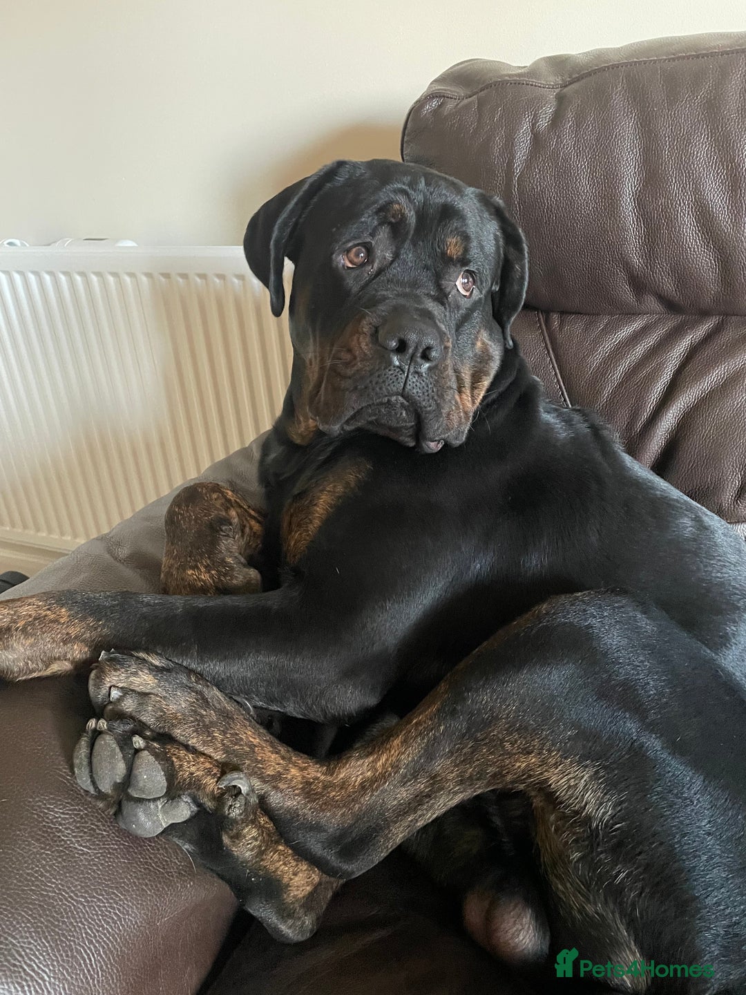 Mixed Breed dogs for sale: Rottweiler x cane Corso 15 months old  - Advert 2