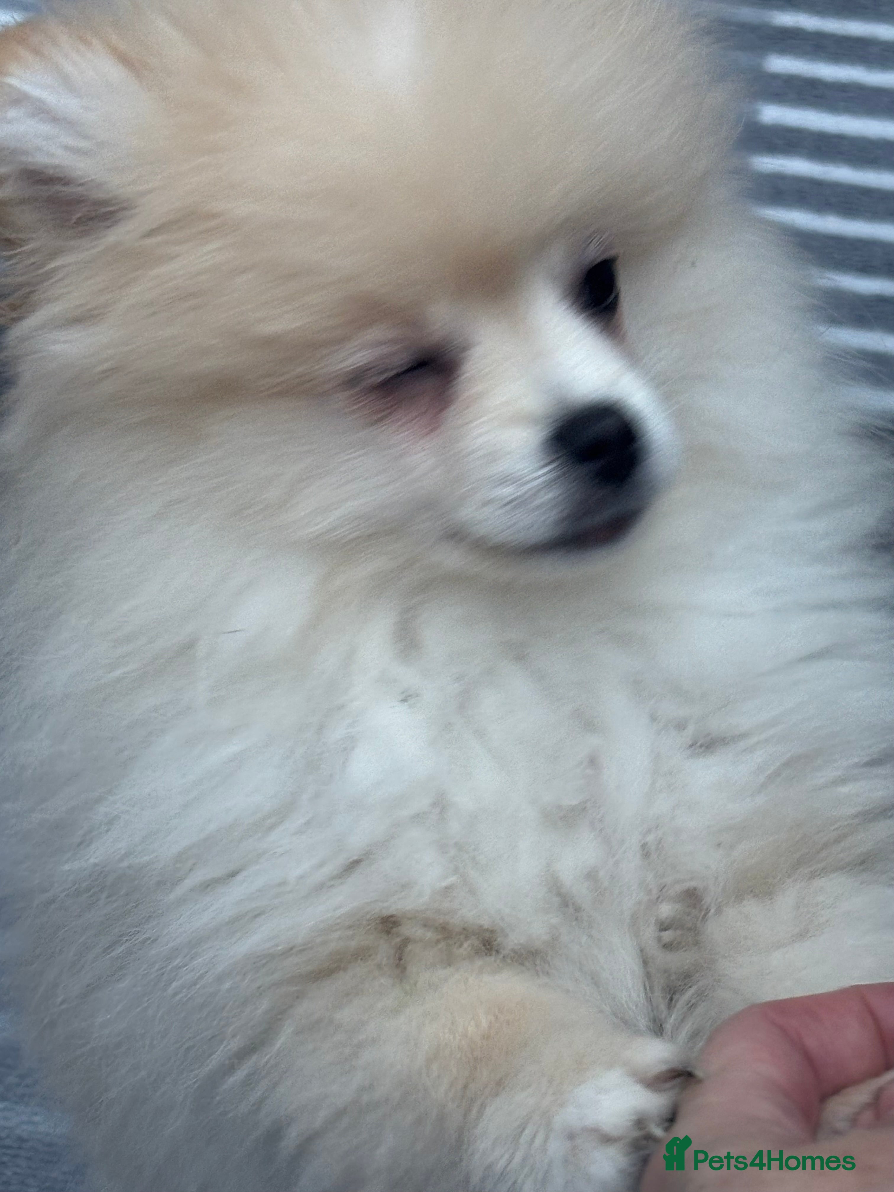 Pomeranian dogs Pomeranian male pups ready to go  - Advert 3