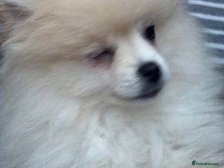 Pomeranian dogs Pomeranian male pups ready to go - Advert 3