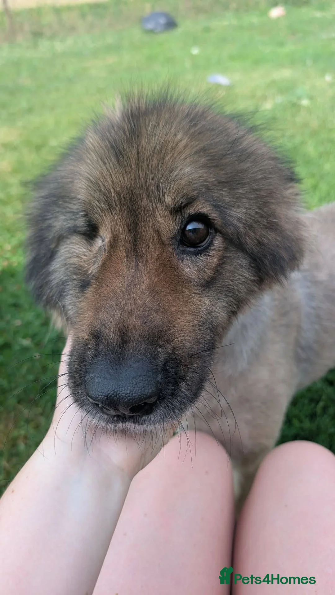 Mixed Breed dogs for adoption: Leela for adoption in Leigh-on-Sea - Advert 16