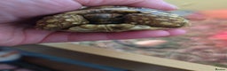 Tortoise reptiles for sale: Baby Leopard Tortoises - Advert 3