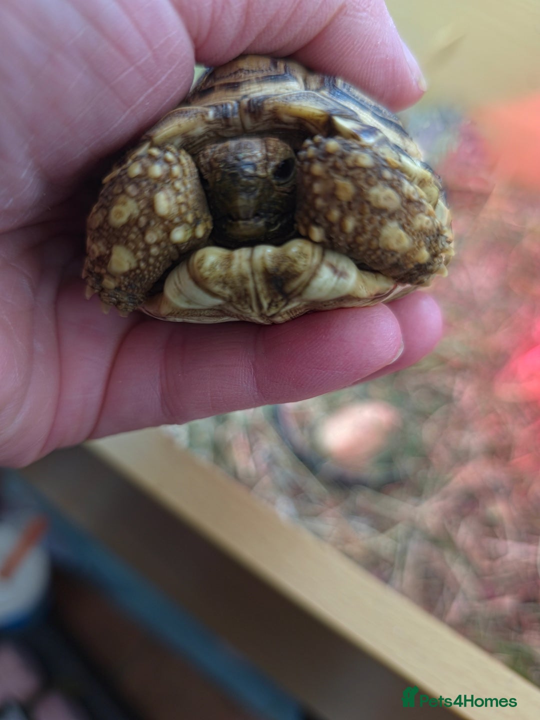 Tortoise reptiles for sale: Baby Leopard Tortoises - Advert 3