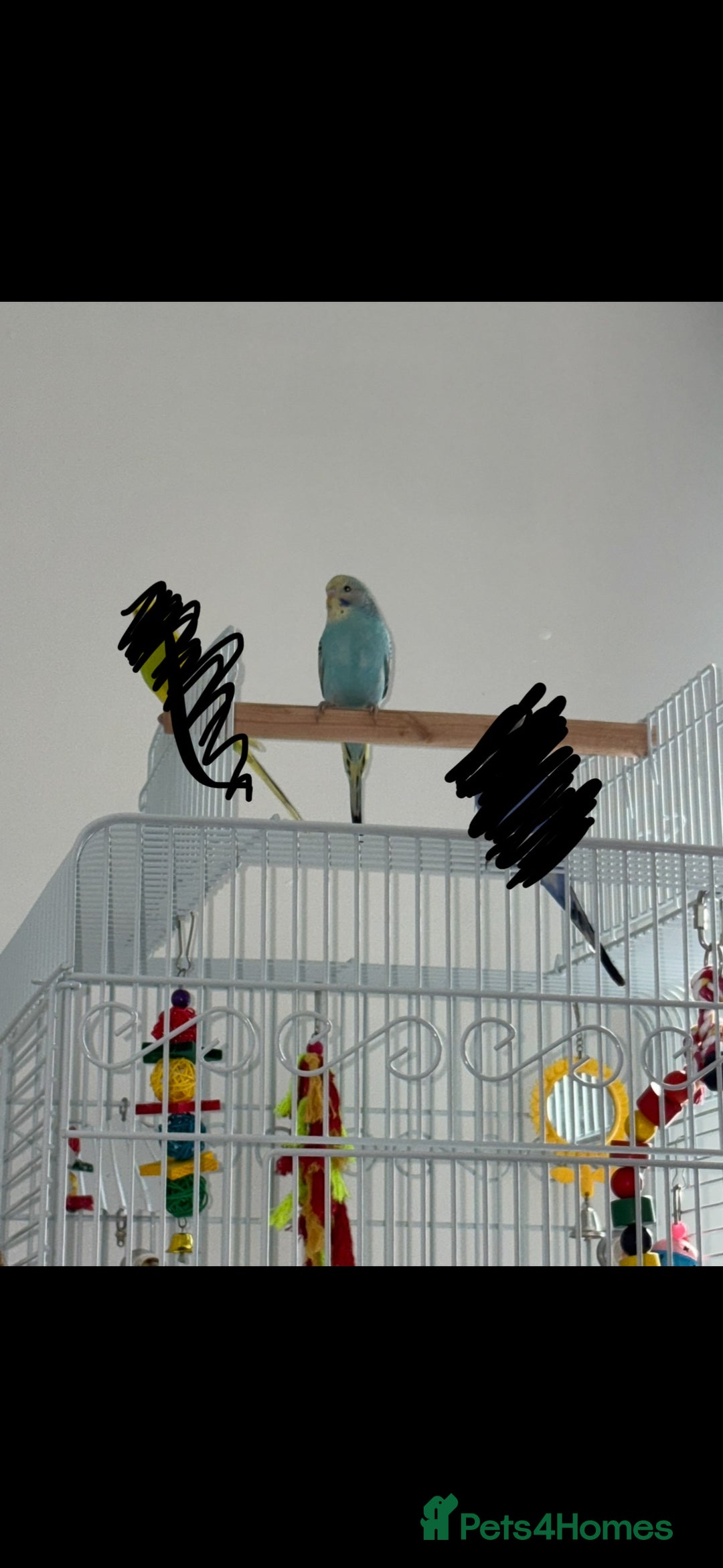 Budgerigars birds for sale: Female budgerigar  - Image 2