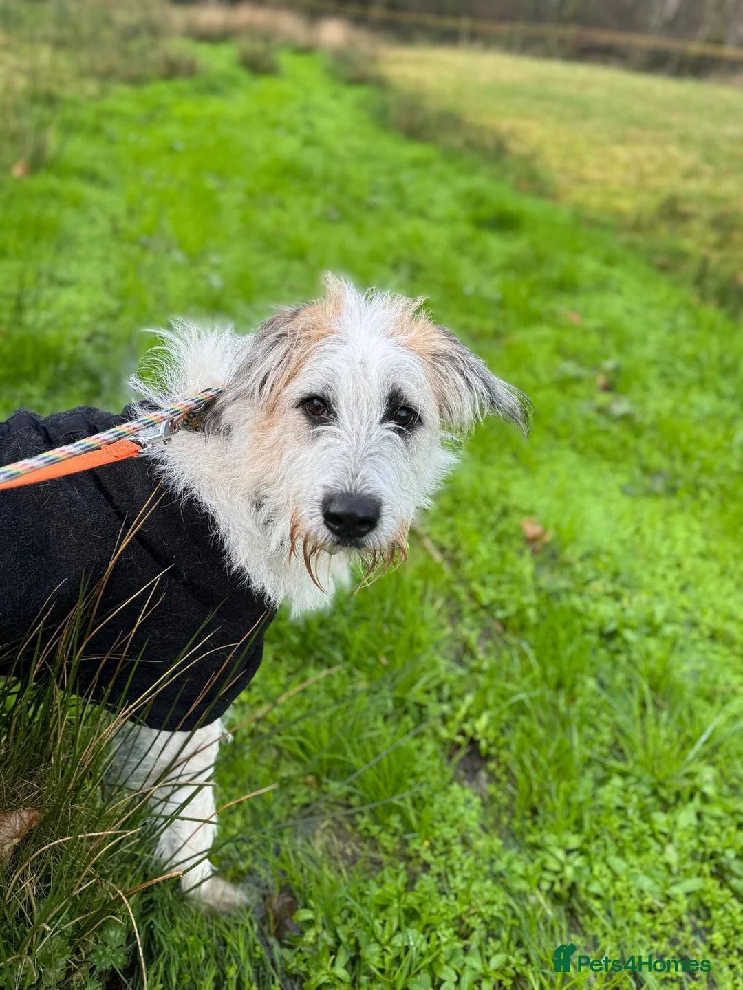 Mixed Breed dogs for adoption: KALLIE-17months, loves dogs/playful/active/rural - Advert 23