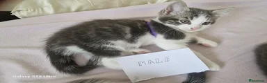Mixed Breed Kitten 2
