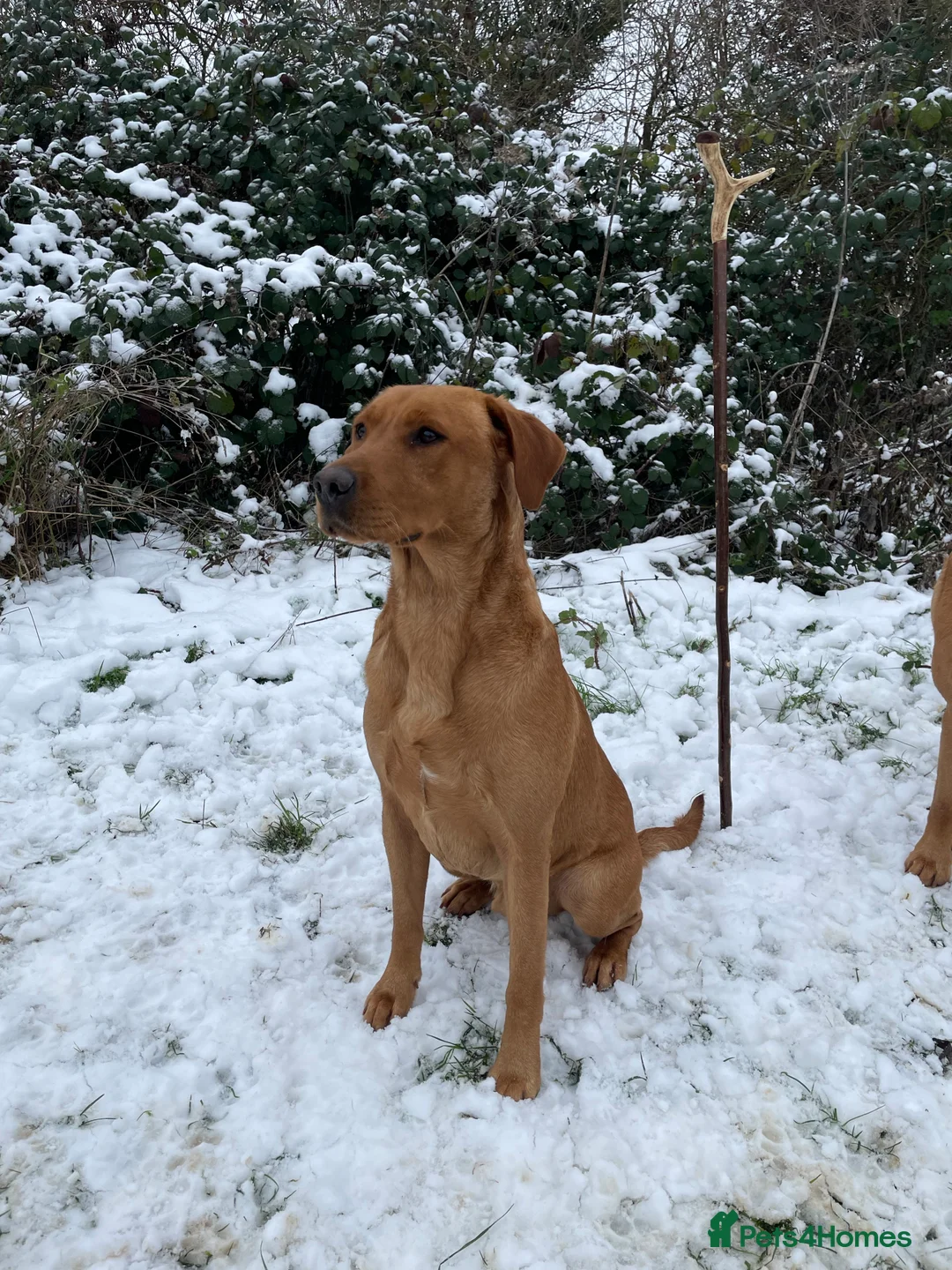 Labrador Retriever dogs for stud: Stunning fox red Labrador dog for stud in Tewkesbury - Advert 4