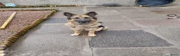 German Shepherd dogs for sale: Sage 4 year old German Shepherd  - Advert 4