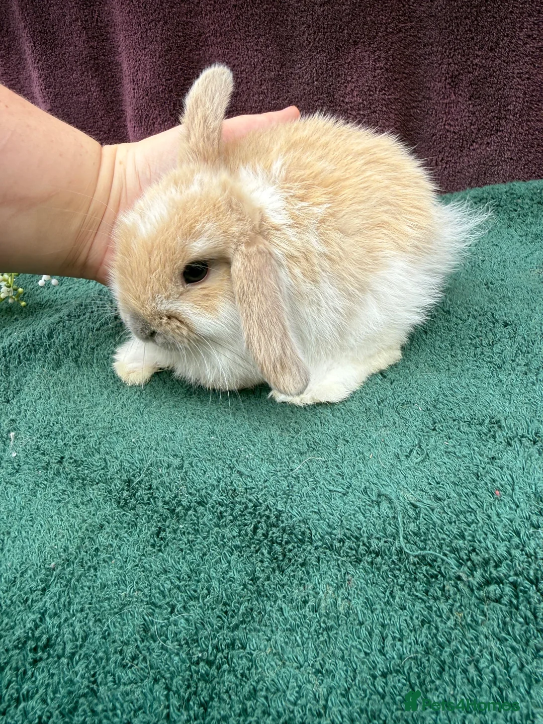 Mini Lop rabbits for sale: Three mini lop boys available  - Advert 10
