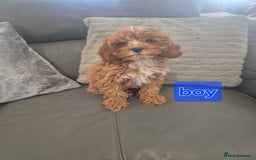Cavapoo dogs for sale: Stunning Cavapoo Babies - ready this weekend - Image 32